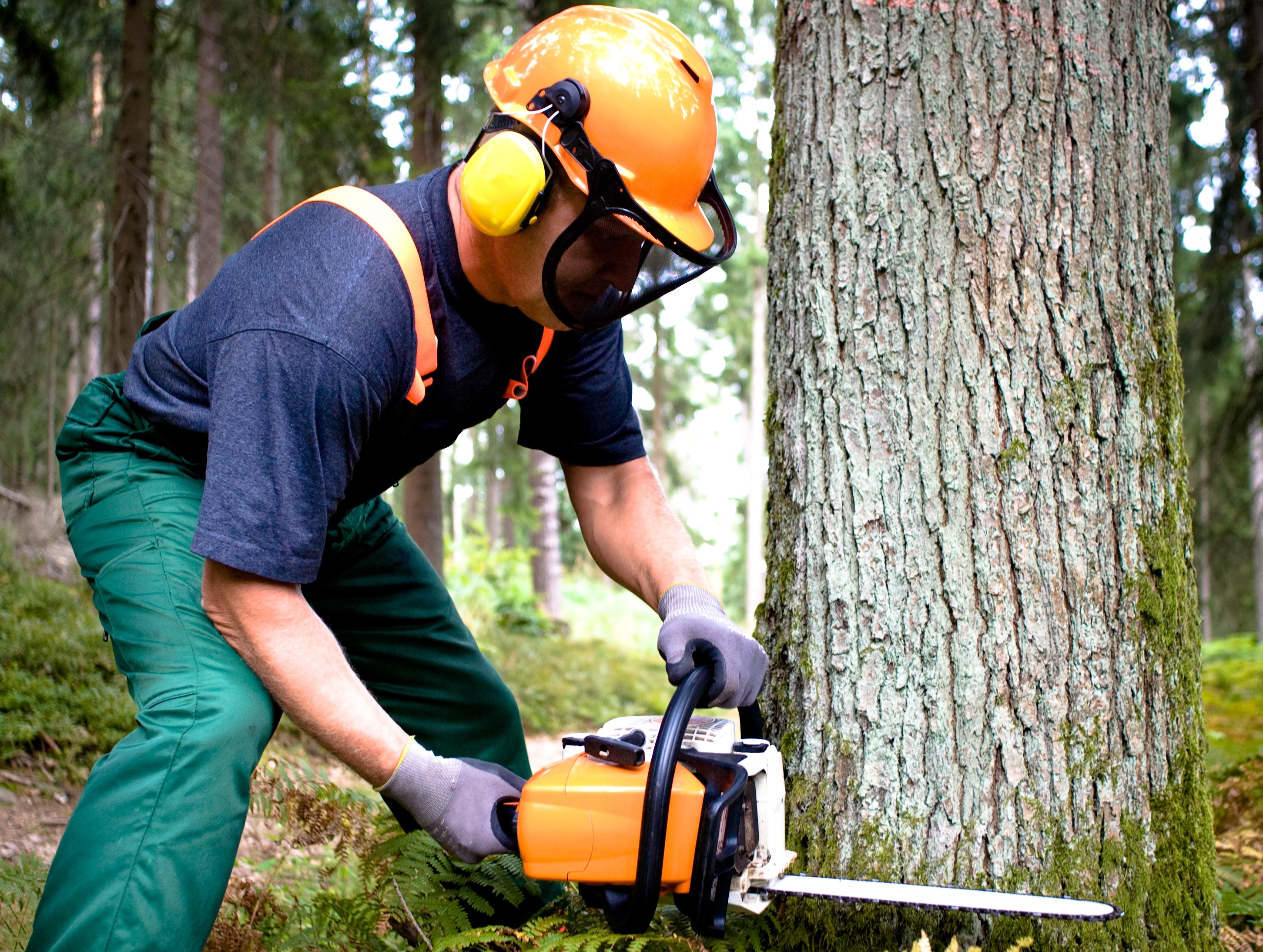 How To Cut Down A Large Tree | Iseekplant